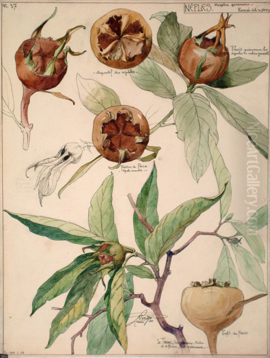 Etude de nefles Oil Painting by Henri Berge