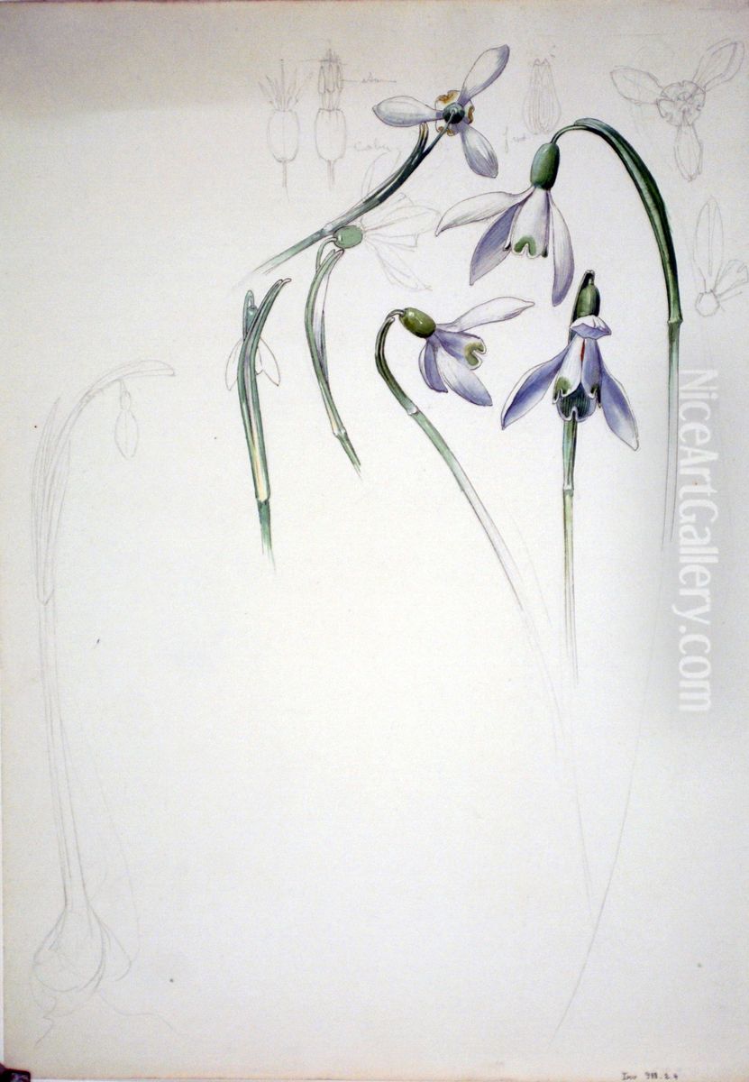 Etude de perce-neige Oil Painting by Henri Berge