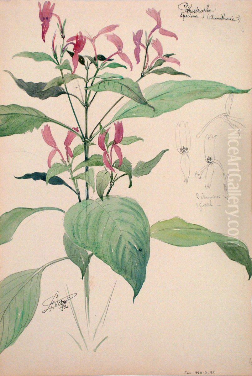 Etude de peristrophe Oil Painting by Henri Berge