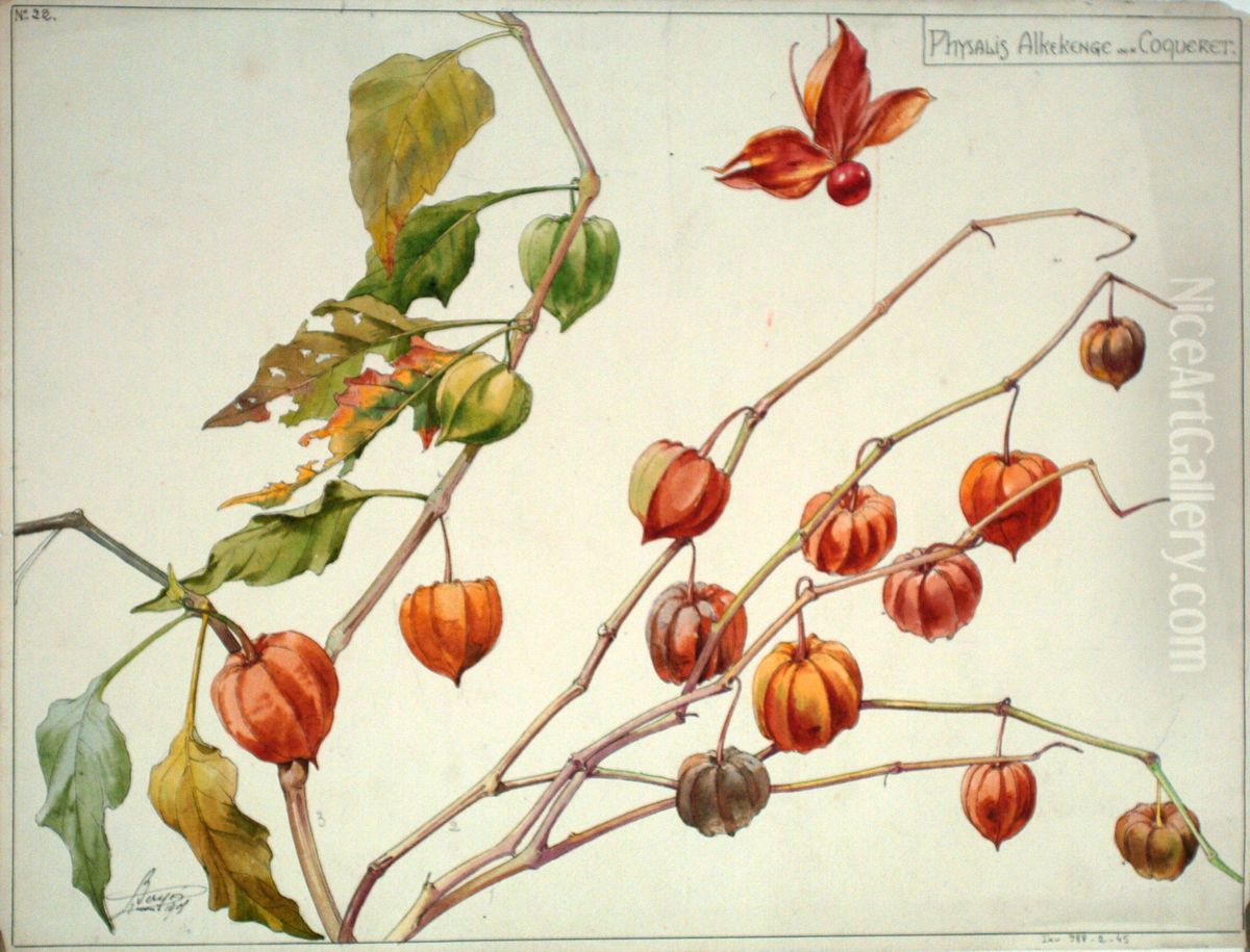 Etude de physalis alkekenge ou coqueret Oil Painting by Henri Berge