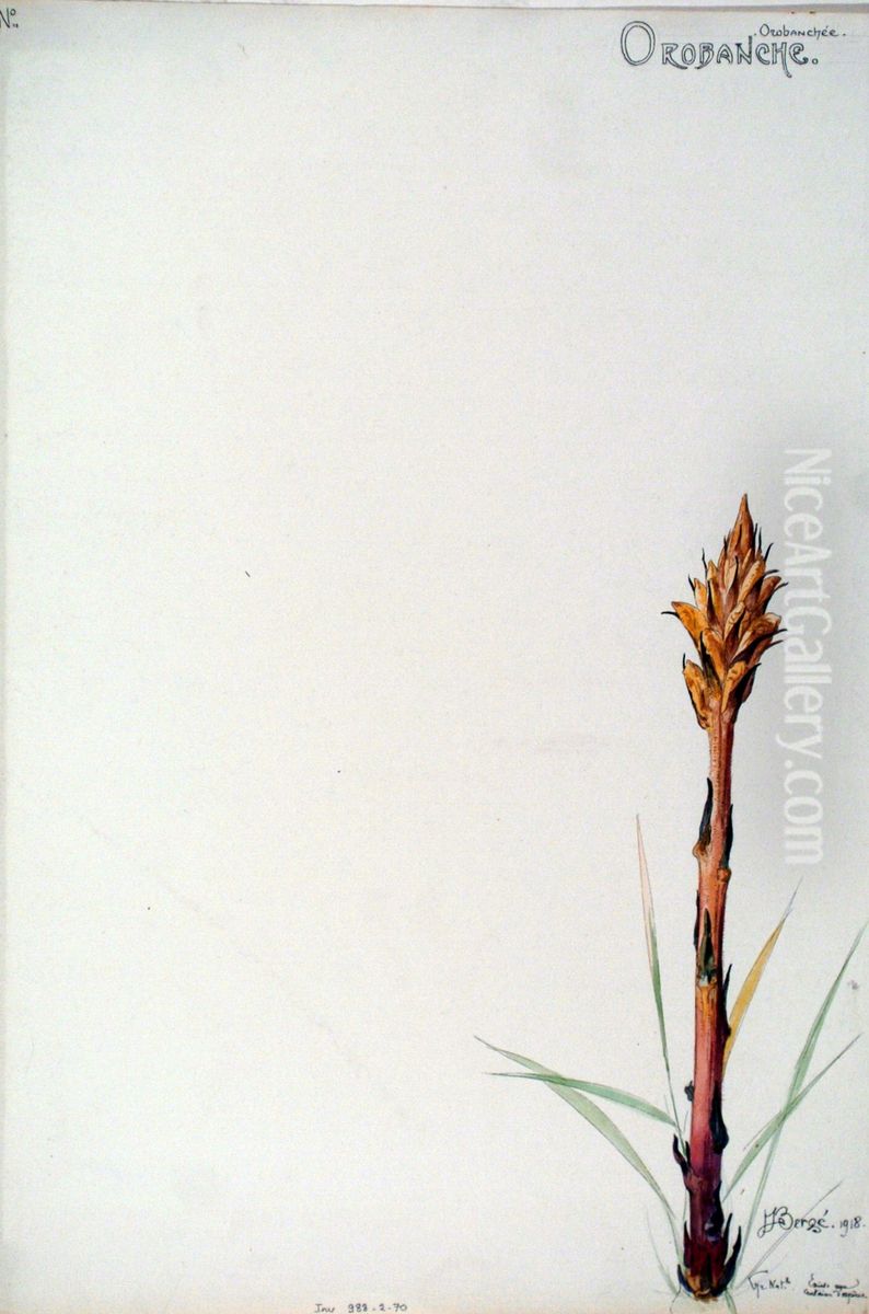 Etude de Orobanche Oil Painting by Henri Berge