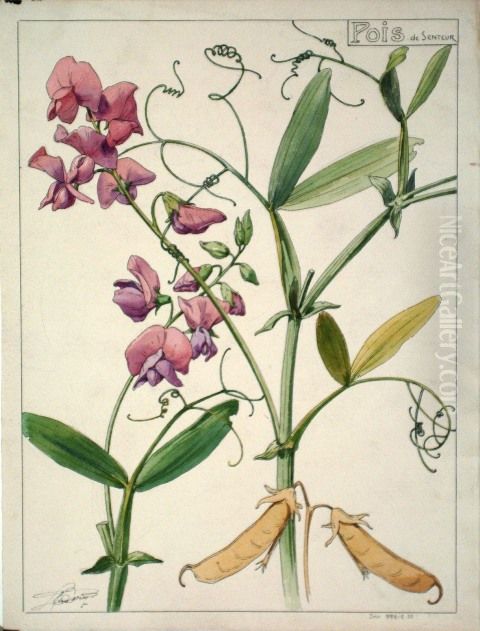 Etude de pois de senteur Oil Painting by Henri Berge