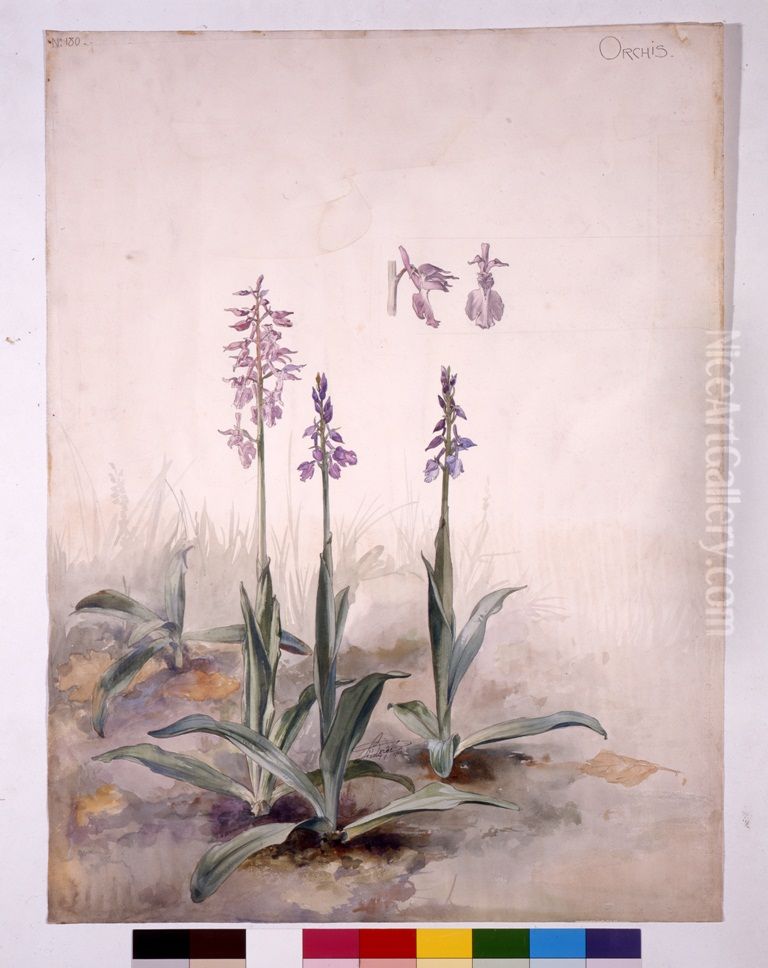 Etude d'Orchis Oil Painting by Henri Berge