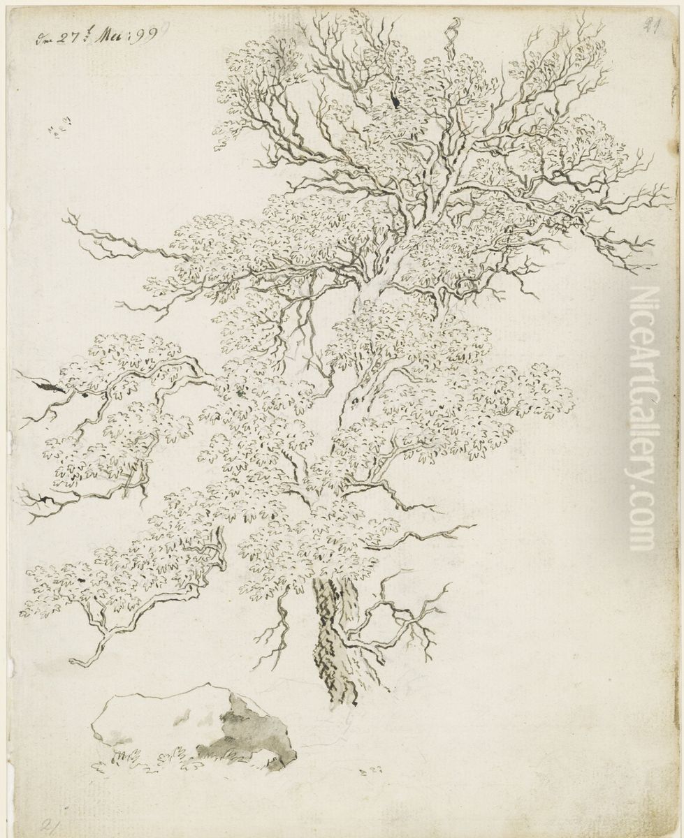 Baumstudie, darunter Felsblock Oil Painting by Caspar David Friedrich