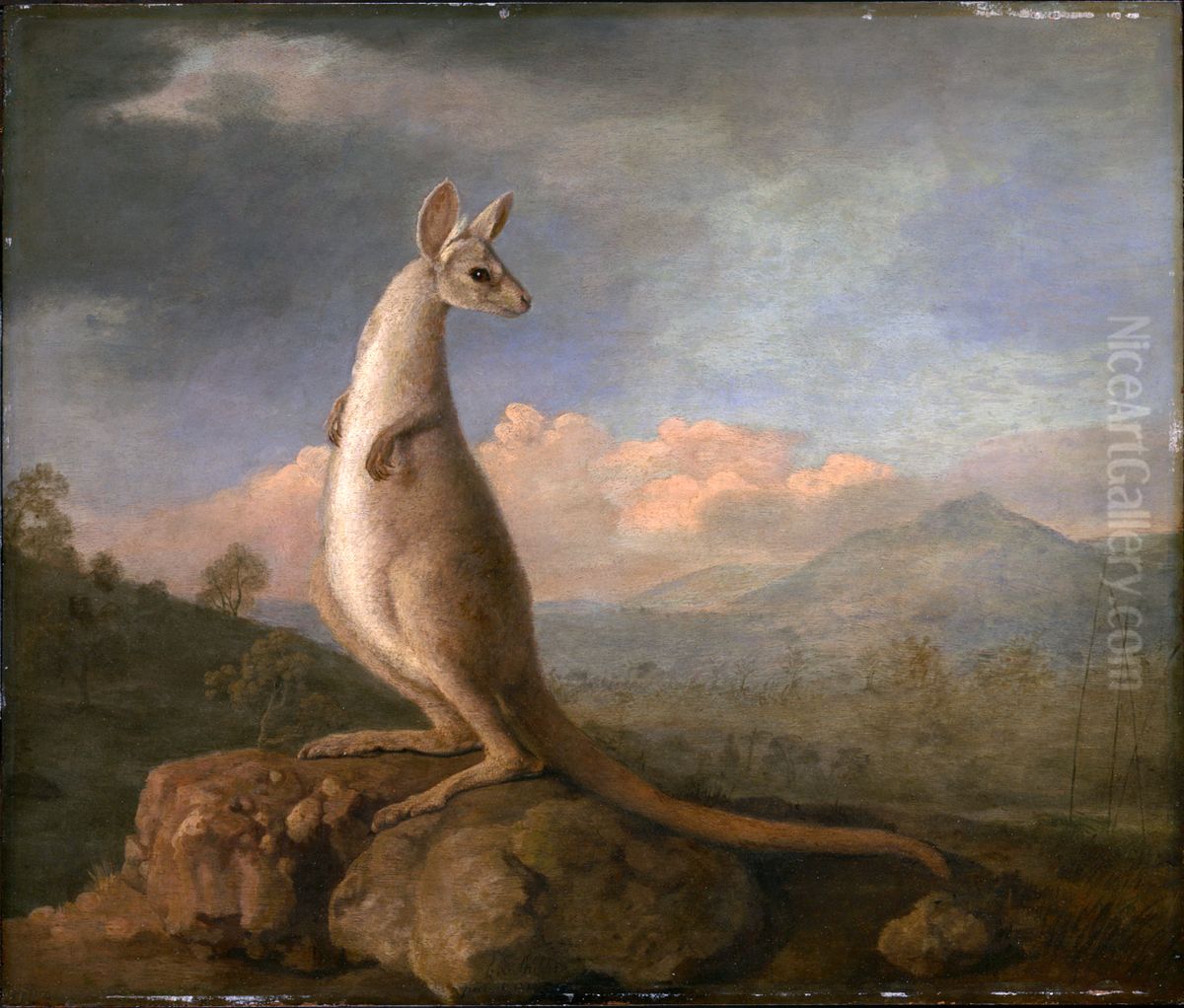 'The Kongouro from New Holland' (Kangaroo) Oil Painting by George Stubbs