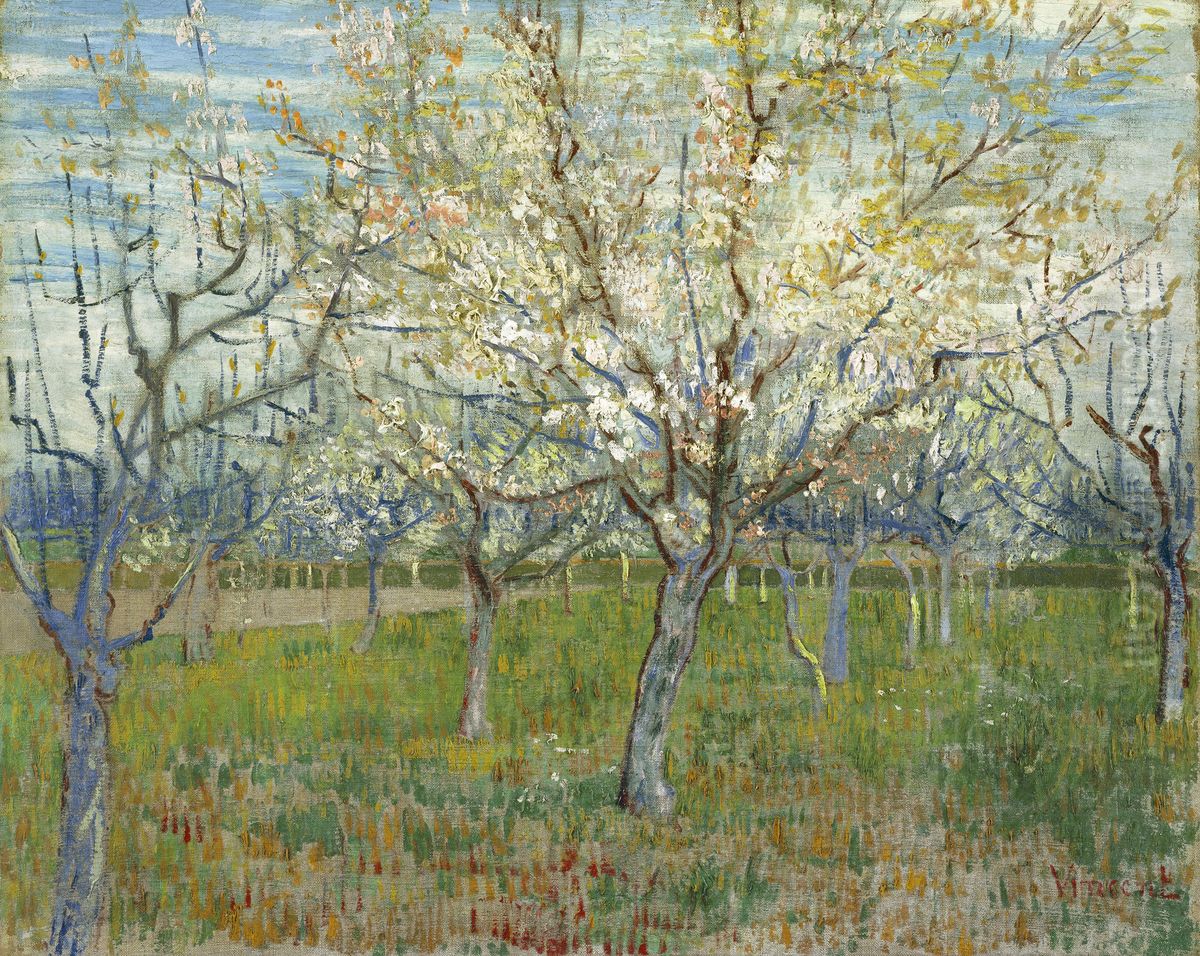 The Pink Orchard also Orchard with Blooming Apricot Trees Oil Painting by Vincent Van Gogh