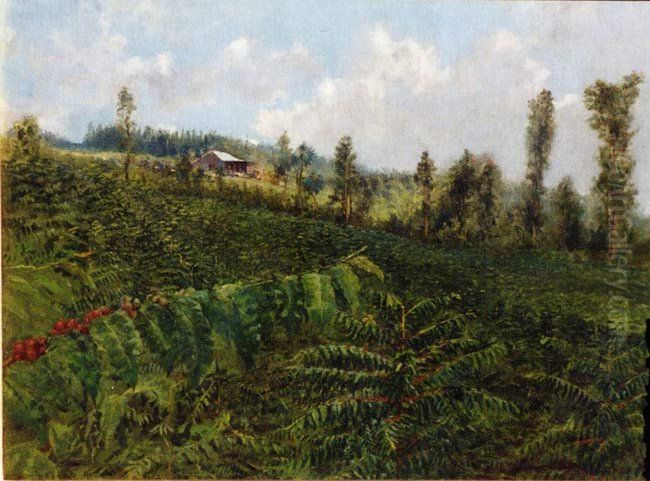 Coffee Plantation, Puna Oil Painting by D. Howard Hitchcock