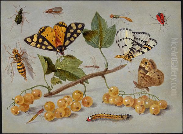 Study of Butterfly and Insects Oil Painting by Jan van Kessel the Elder