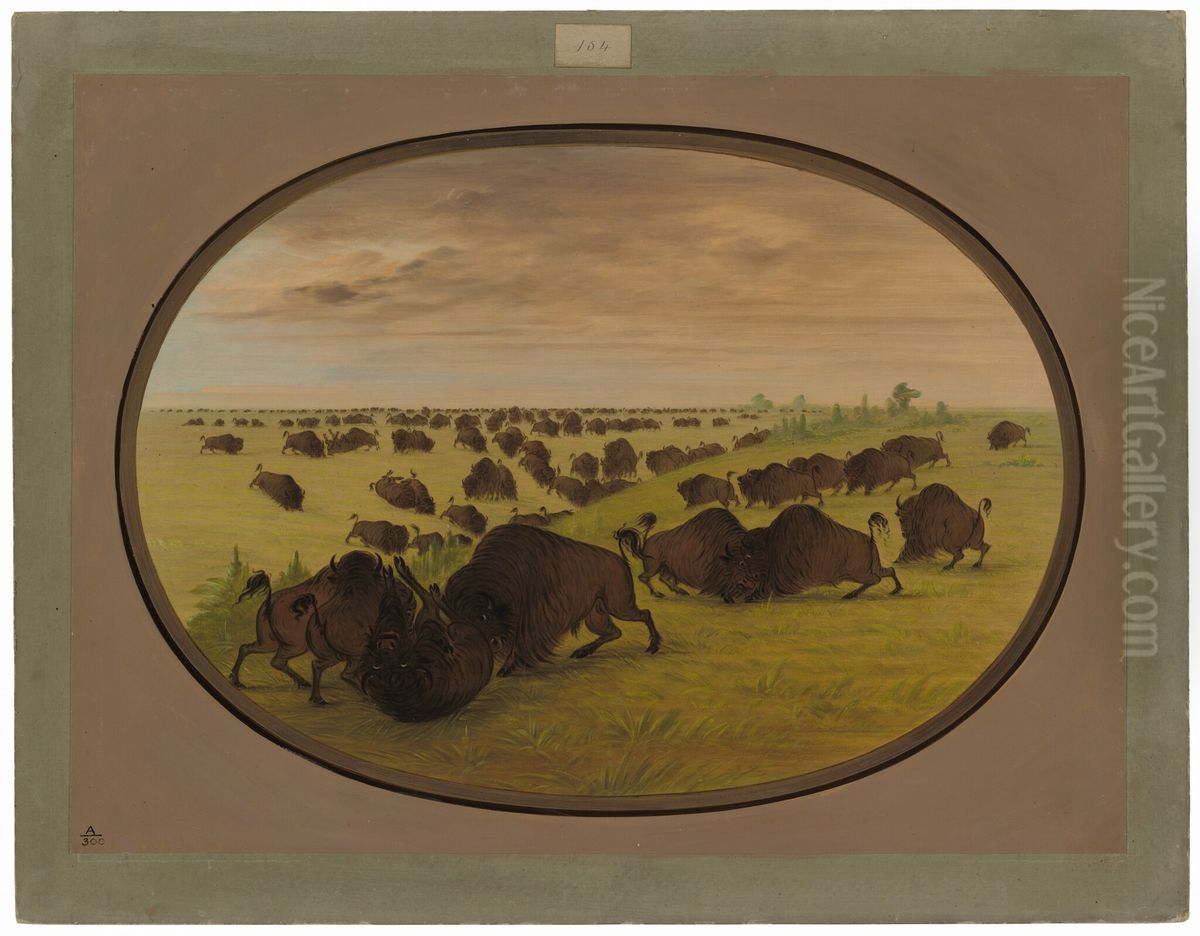 Bulls Fighting Oil Painting by George Catlin