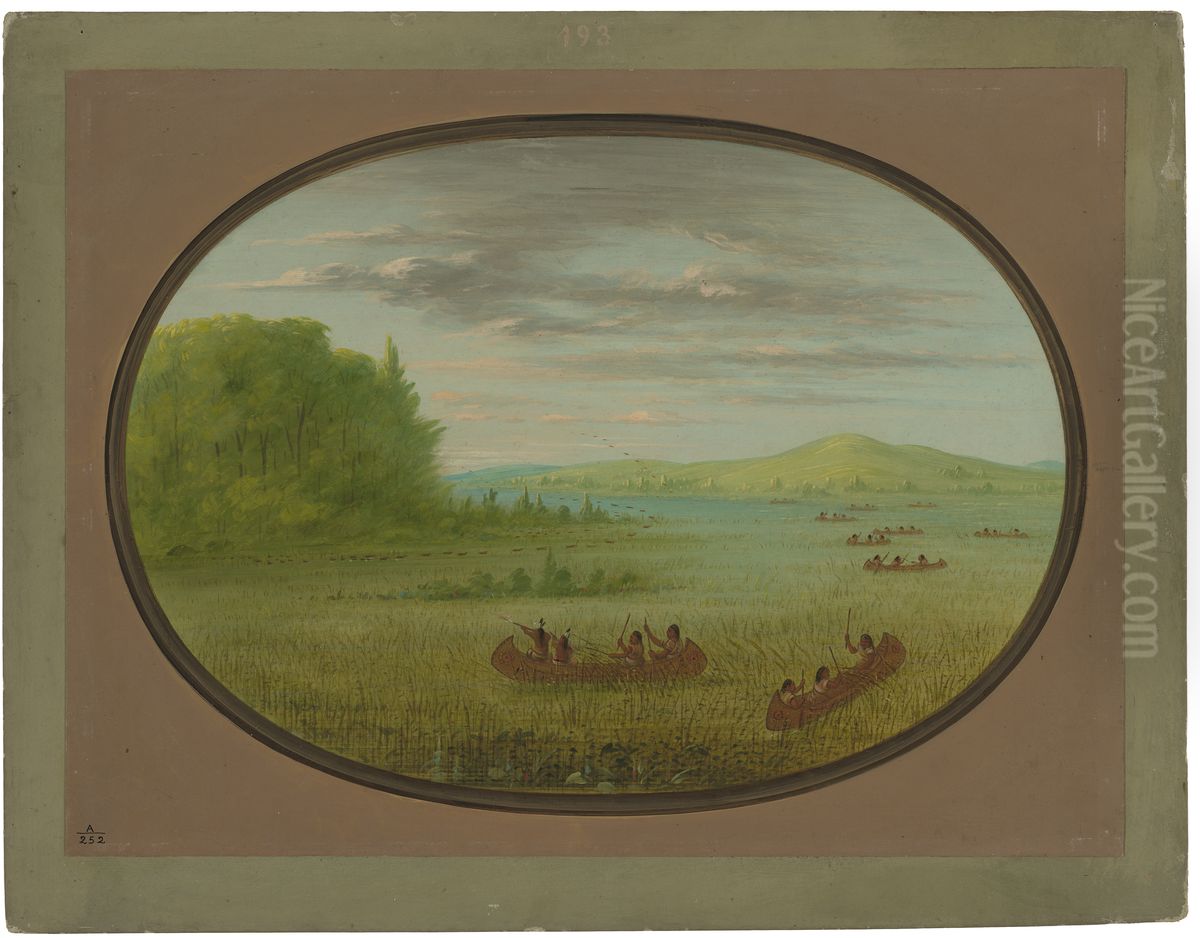 Gathering Wild Rice - Winnebago Oil Painting by George Catlin