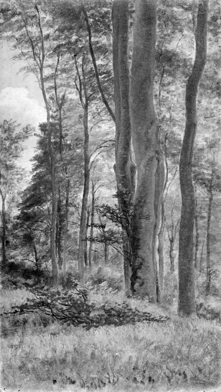 Beeches in Delhoved Forest Oil Painting by P. C. Skovgaard