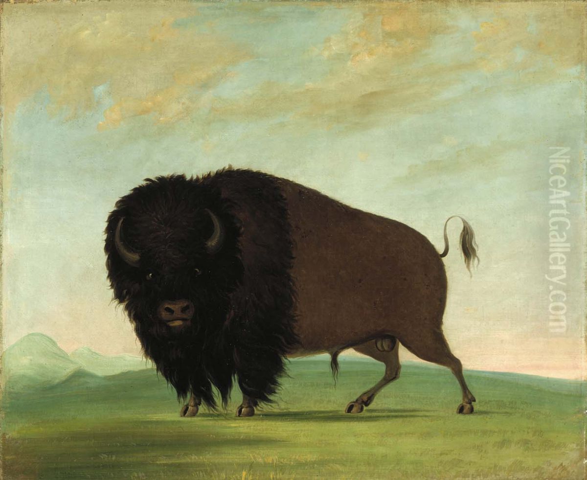 Buffalo Bull, Grazing on the Prairie Oil Painting by George Catlin