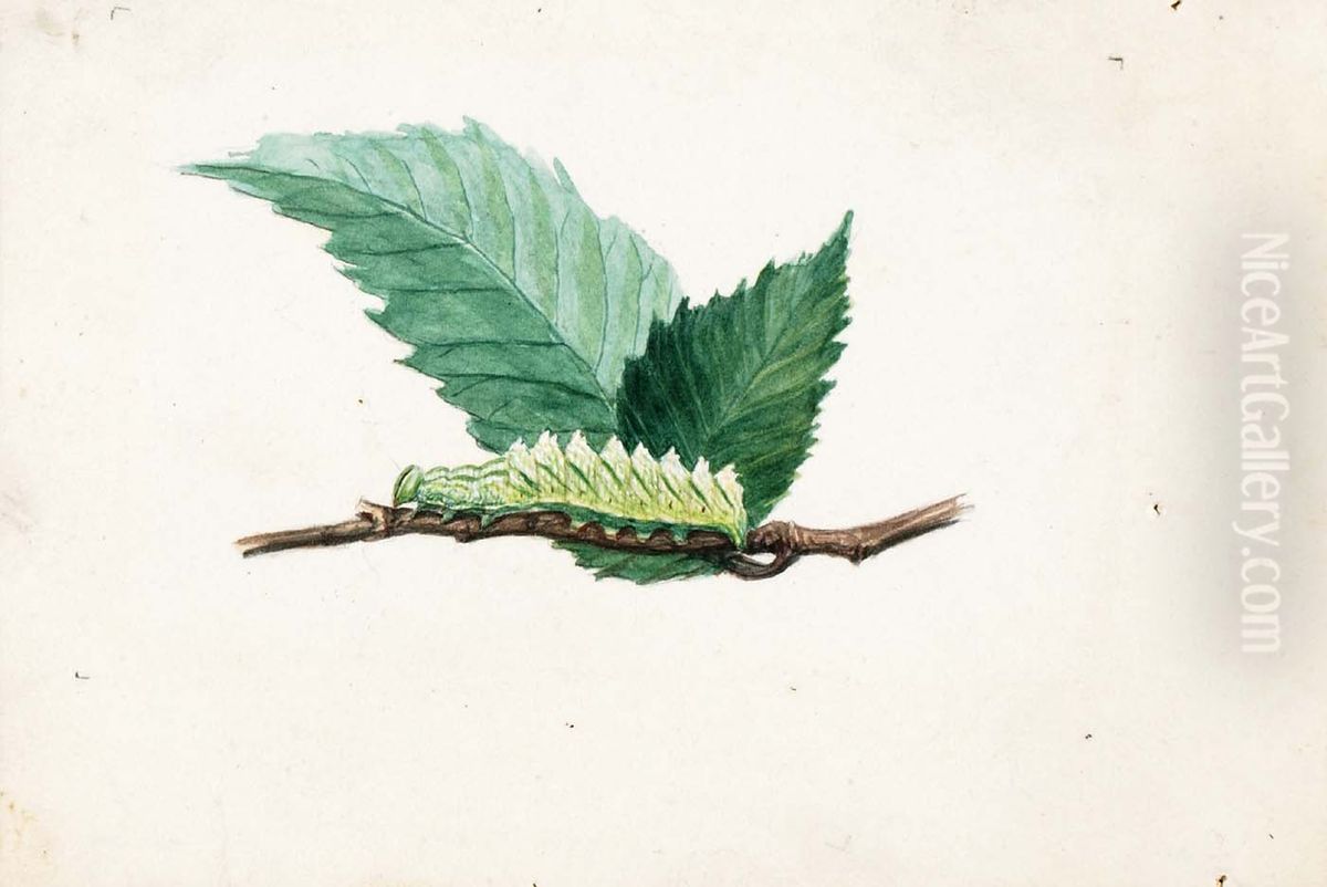 Jagged Leaf Edge Caterpillar, study for book Concealing Coloration in the Animal Kingdom Oil Painting by Louis Agassiz Fuertes