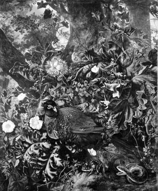 A Brooding Pheasant Oil Painting by Otto Marseus van Schrieck