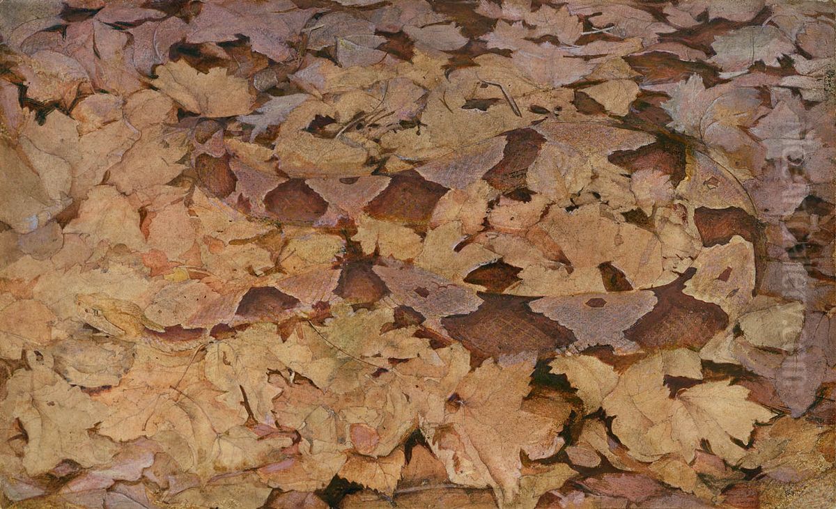 Copperhead Snake on Dead Leaves, study for book Concealing Coloration in the Animal Kingdom Oil Painting by Abbott Handerson Thayer