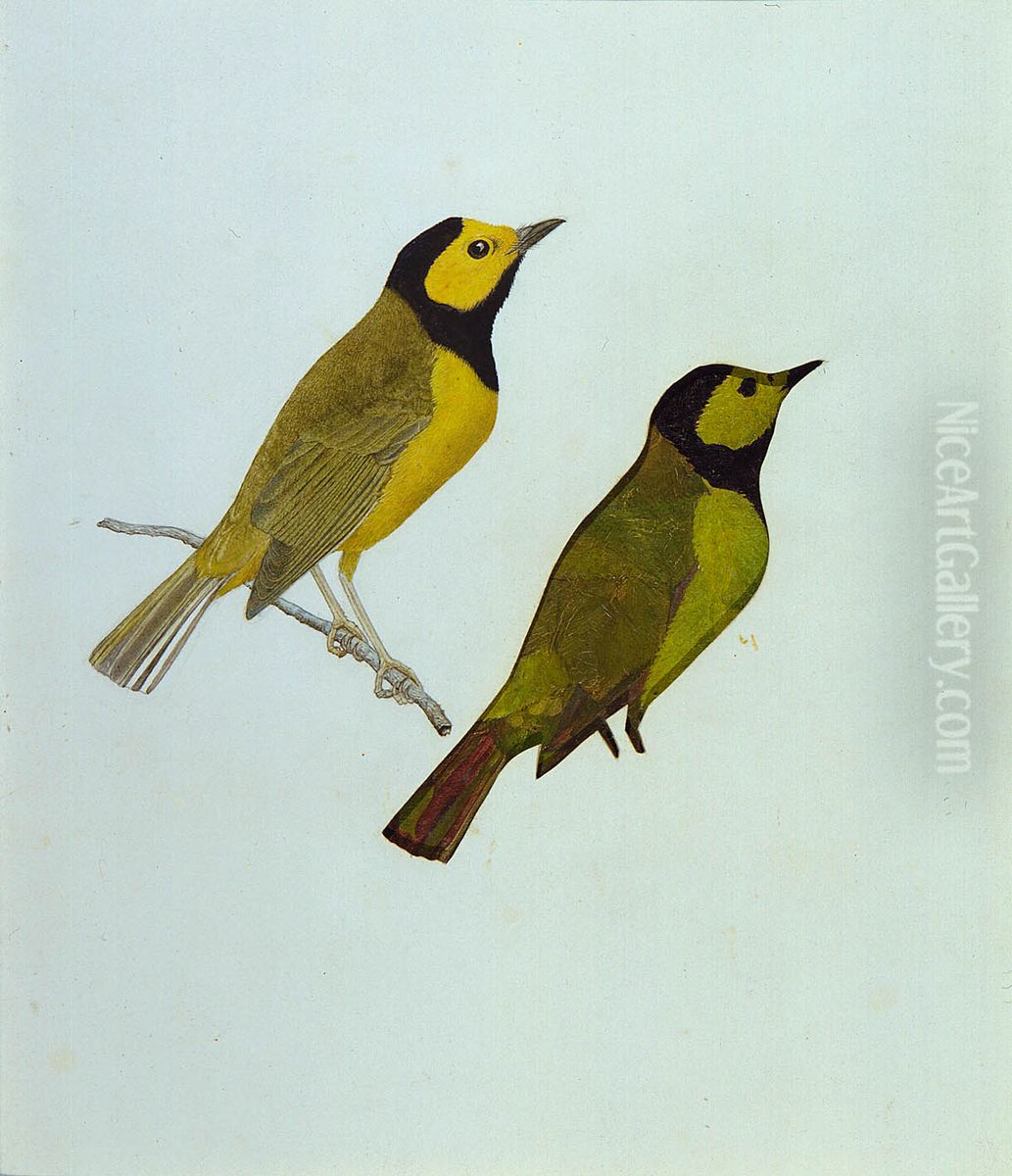 Hooded Warblers, study for book Concealing Coloration in the Animal Kingdom Oil Painting by Gladys Thayer
