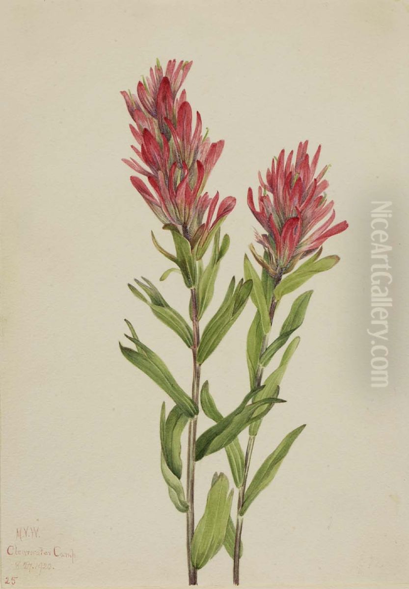 Alberta Paintbrush (Catilleja miniata) Oil Painting by Mary Vaux Walcott