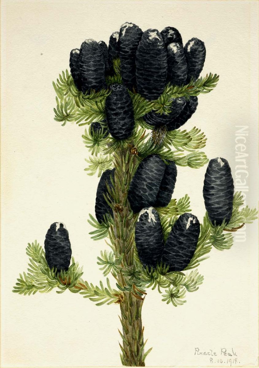 Alpine Fir (Abies lasiocarpa) Oil Painting by Mary Vaux Walcott