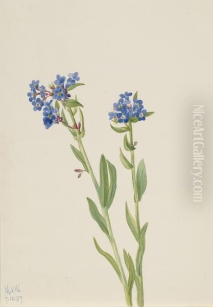 Alpine Forget-Me-Not (Myosotis alpestris) Oil Painting by Mary Vaux Walcott