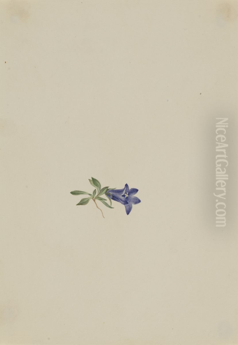 Alpine Harebell (Campanula lasiocarpa) Oil Painting by Mary Vaux Walcott
