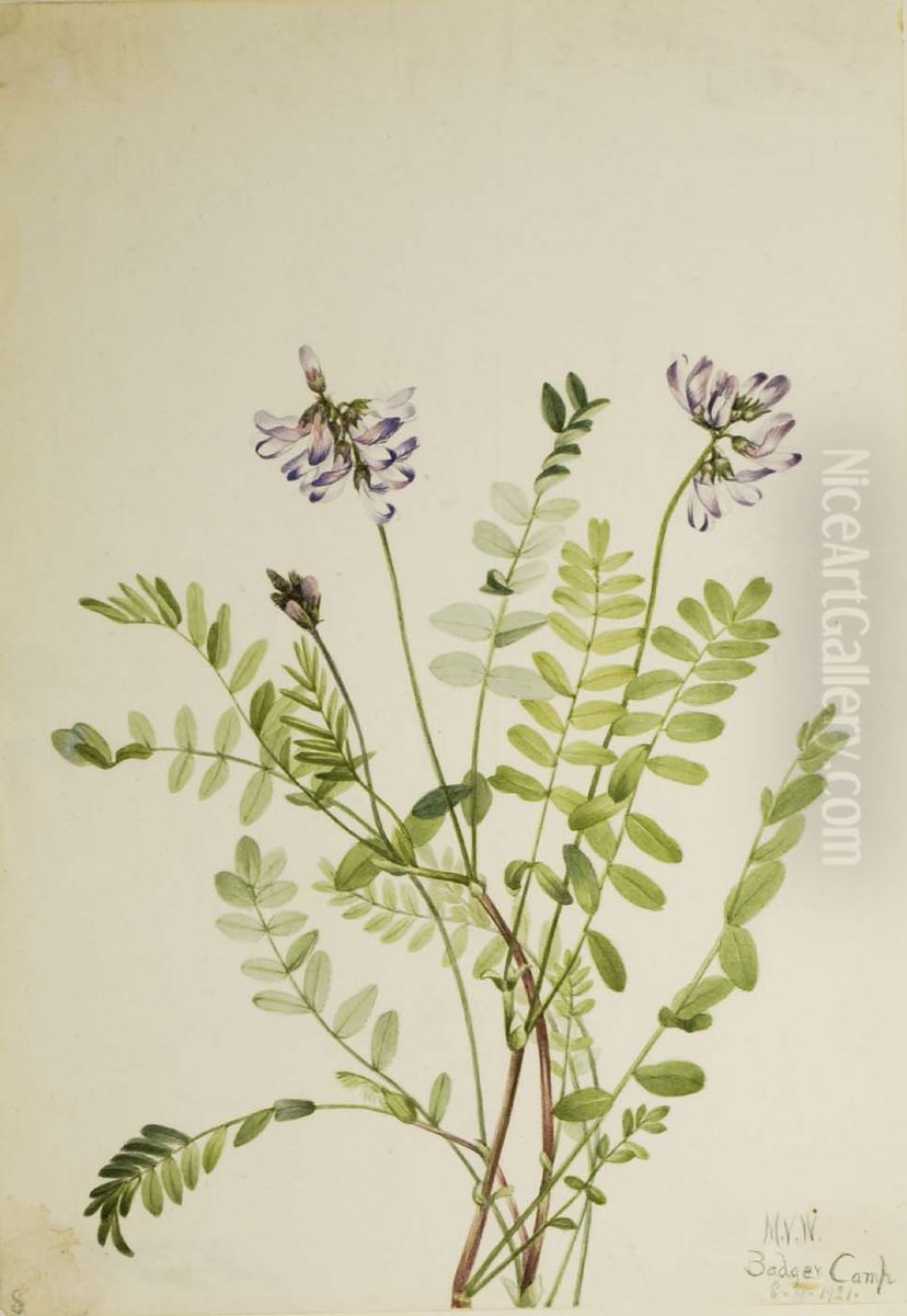 Alpine Milkvetch (Astragalus alpinus) Oil Painting by Mary Vaux Walcott