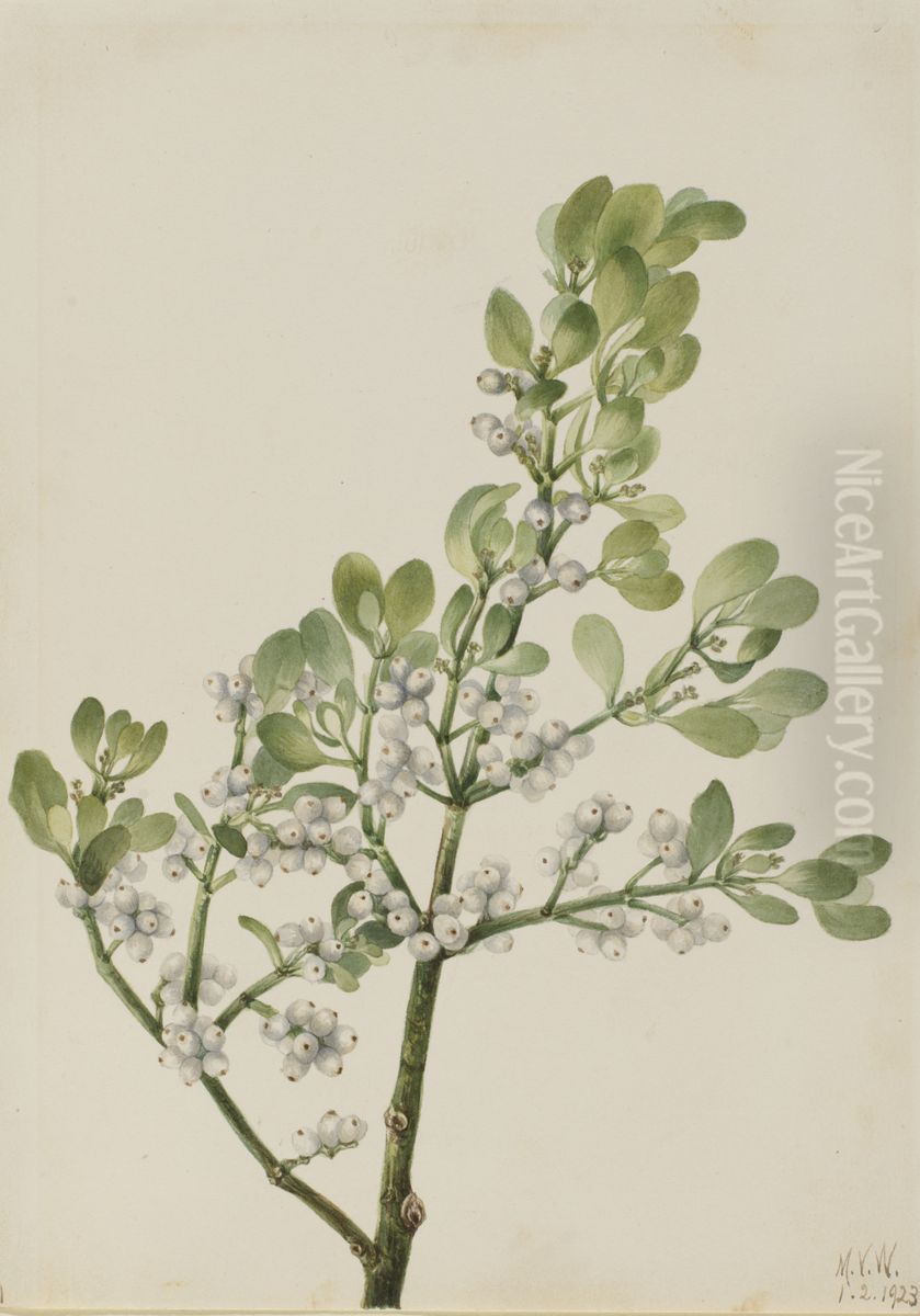 American Mistletoe (Phoradendron flavescens) Oil Painting by Mary Vaux Walcott