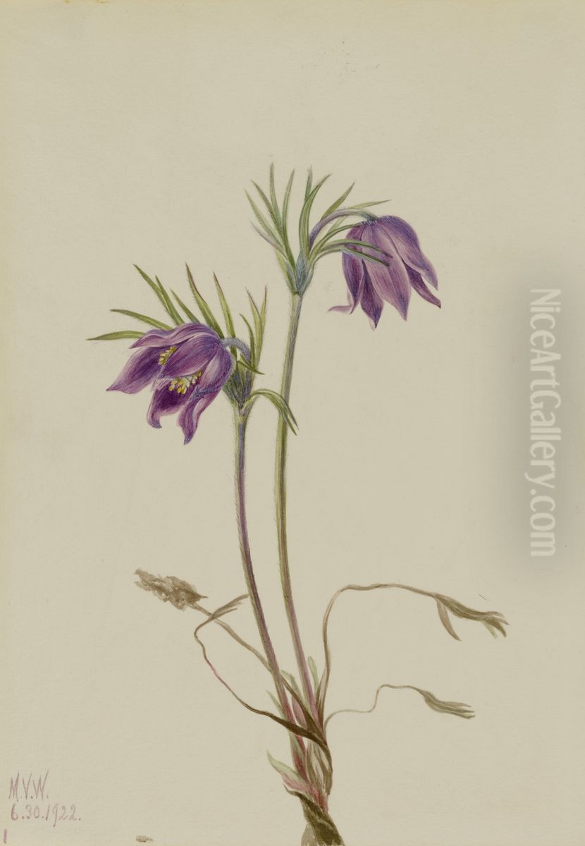 American Pasqueflower (Pulsatilla ludoviciana) Oil Painting by Mary Vaux Walcott