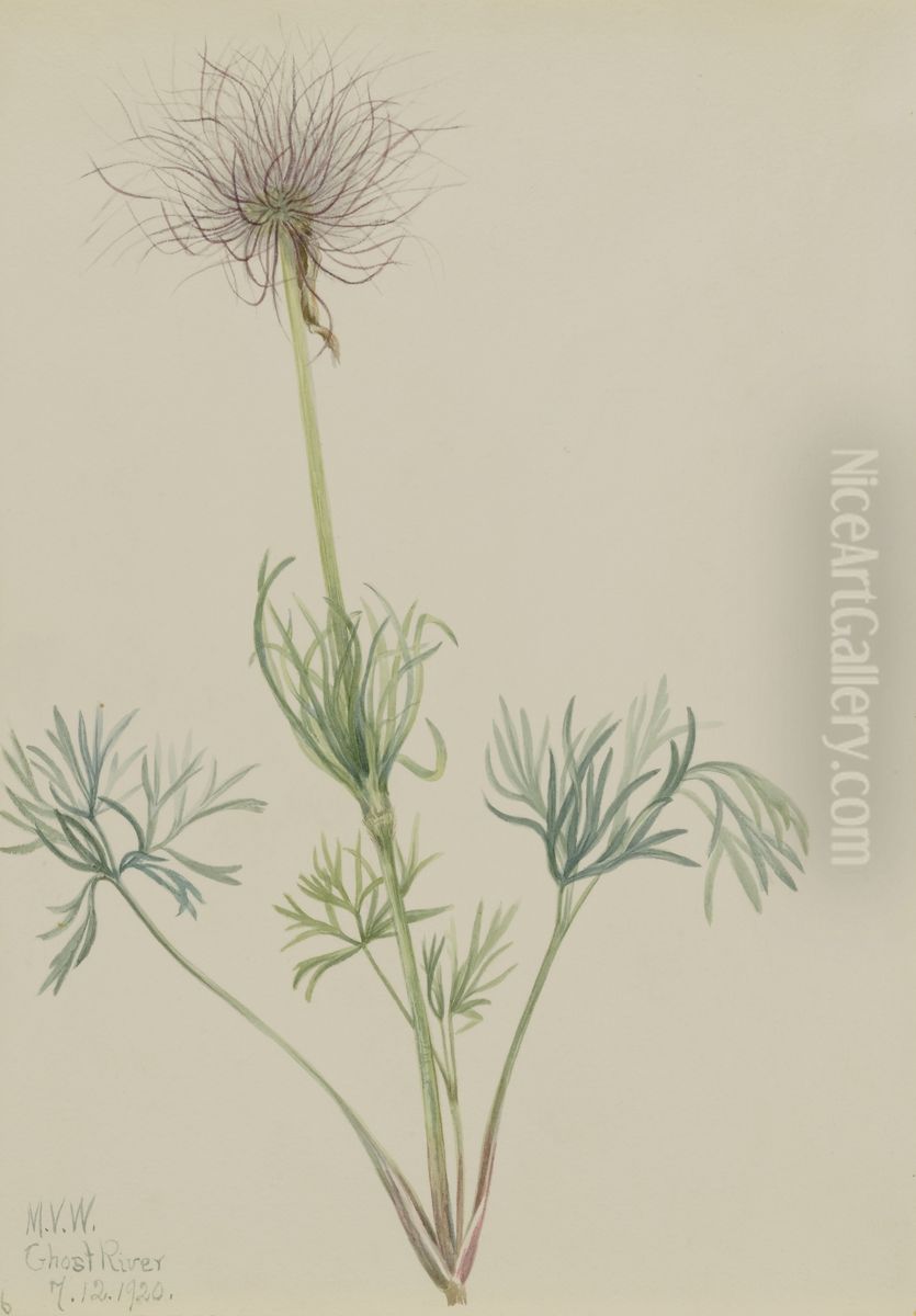 American Pasqueflower (Pulsatilla ludoviciana) Oil Painting by Mary Vaux Walcott