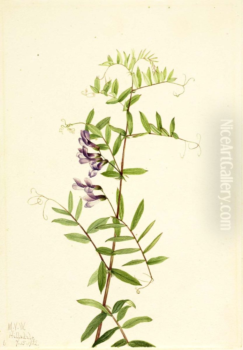 American Vetch (Vicia americana) Oil Painting by Mary Vaux Walcott