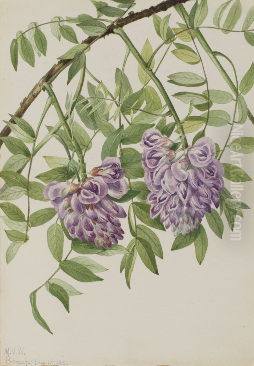 American Wisteria (Kraunhia frutescens) Oil Painting by Mary Vaux Walcott