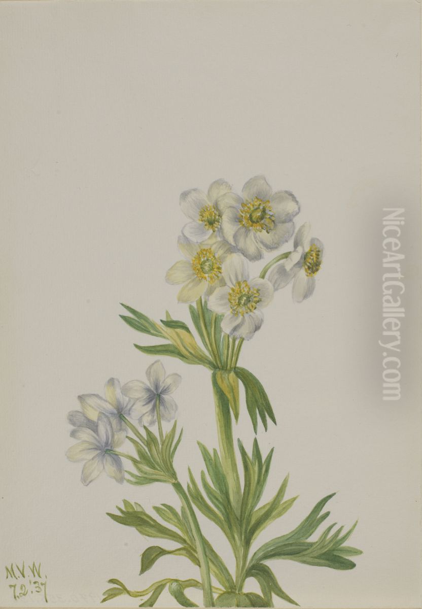 Anemone (Anemone zephyra) Oil Painting by Mary Vaux Walcott
