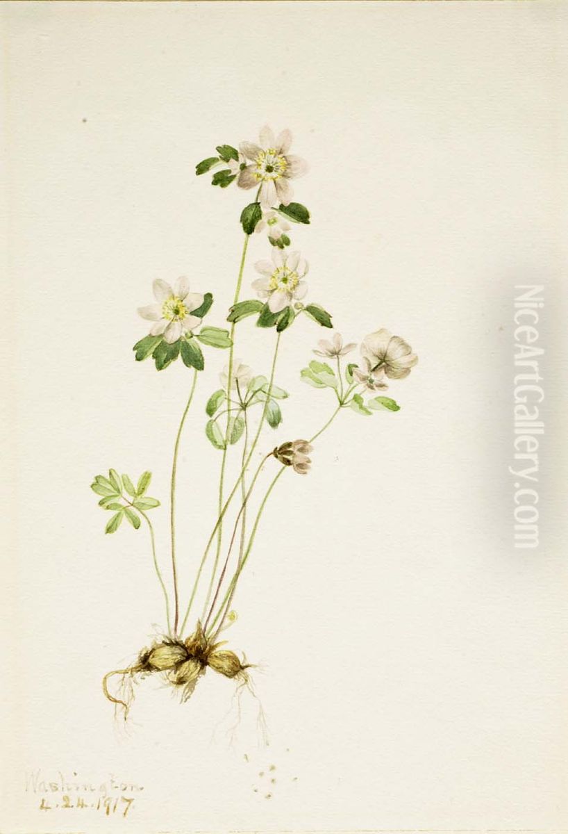 Anemonella (Syndesmon thalictroides) Oil Painting by Mary Vaux Walcott