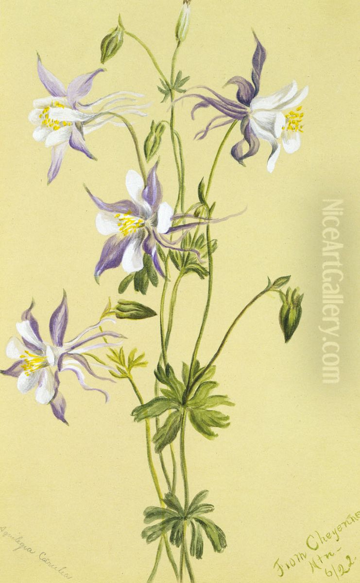 Blue Columbine (Aquilegia caerulea) Oil Painting by Mary Vaux Walcott