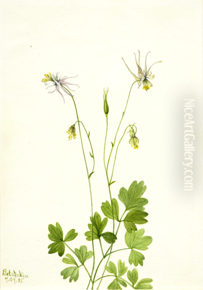 Aquilegia ecalcarata Oil Painting by Mary Vaux Walcott