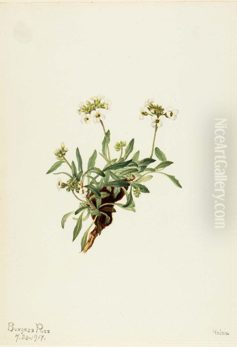 Arabis drummondii Oil Painting by Mary Vaux Walcott