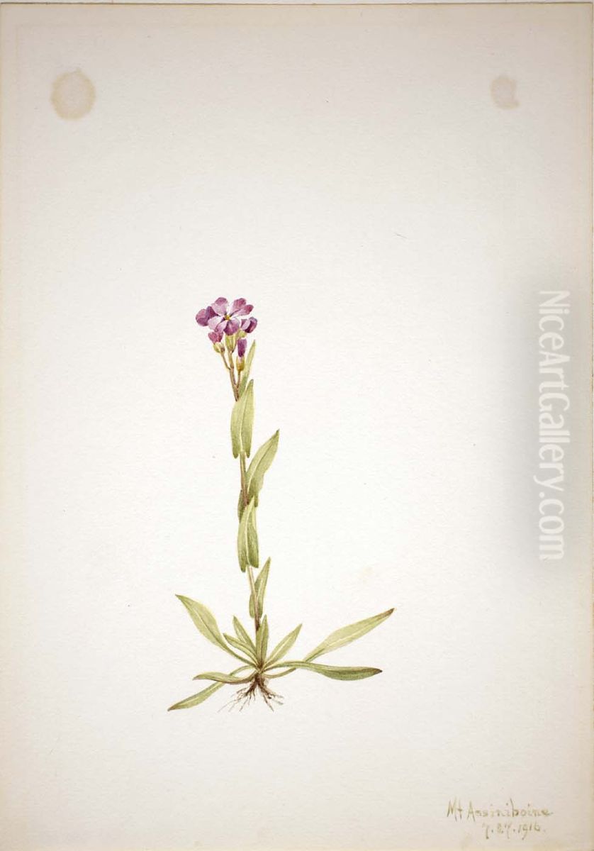 Arabis lyallii Oil Painting by Mary Vaux Walcott