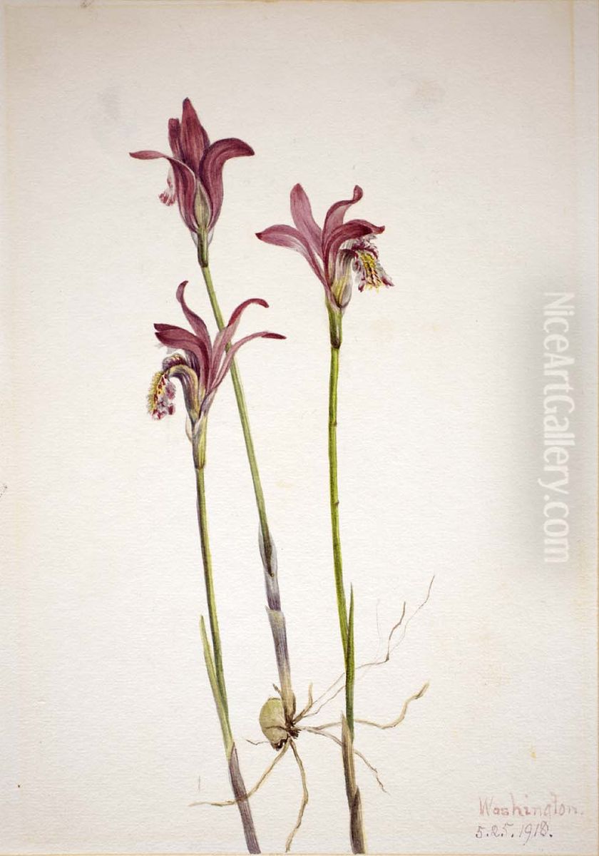 Arethusa (Arethusa bulbosa) Oil Painting by Mary Vaux Walcott