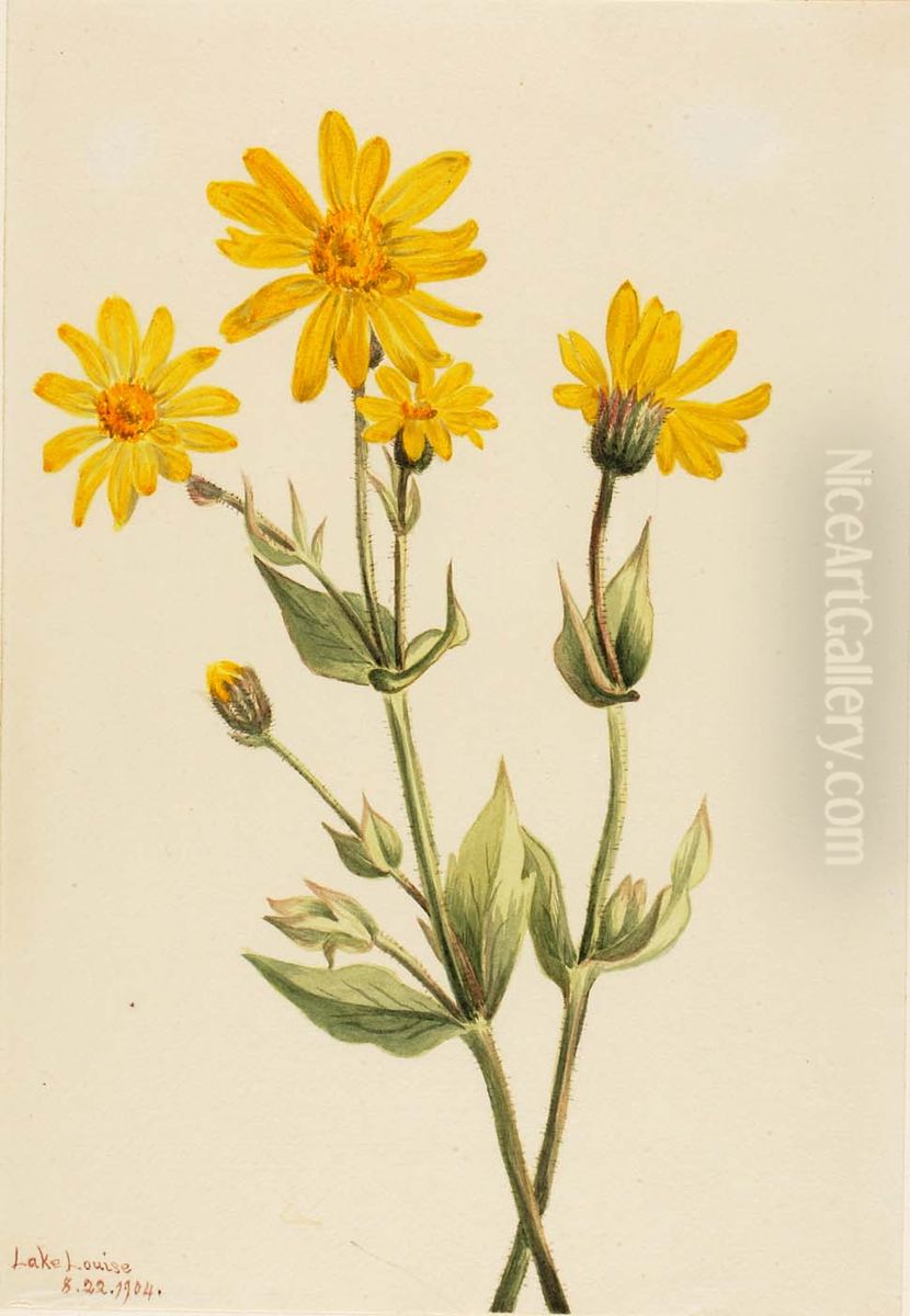 Arnica (Arnica latifolia) Oil Painting by Mary Vaux Walcott
