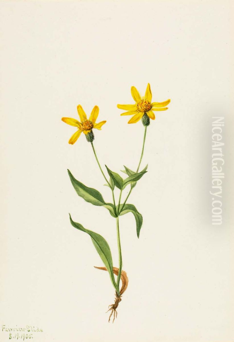 Arnica alpina Oil Painting by Mary Vaux Walcott