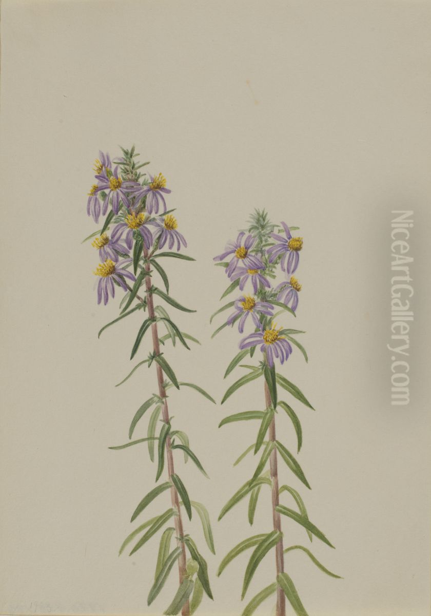 Aster (Aster hirariifolius) Oil Painting by Mary Vaux Walcott