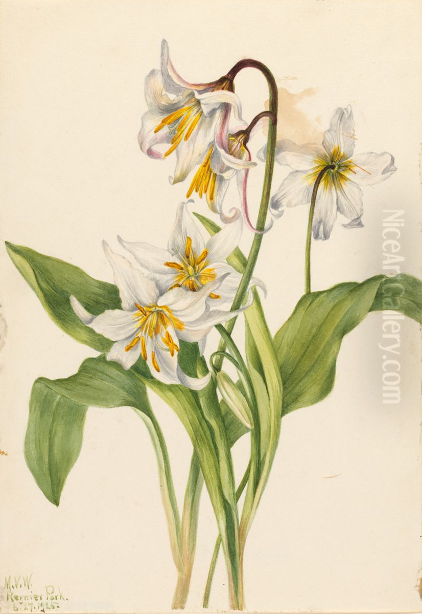 Avalanche Lily (Erythronium montanum) Oil Painting by Mary Vaux Walcott