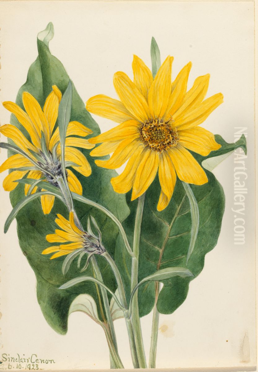 Balsamroot (Balsamorhiza sagittata) Oil Painting by Mary Vaux Walcott