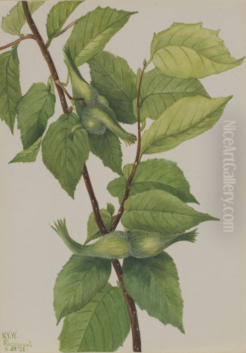 Beaked Hazelnut (Corylus rostrata) Oil Painting by Mary Vaux Walcott