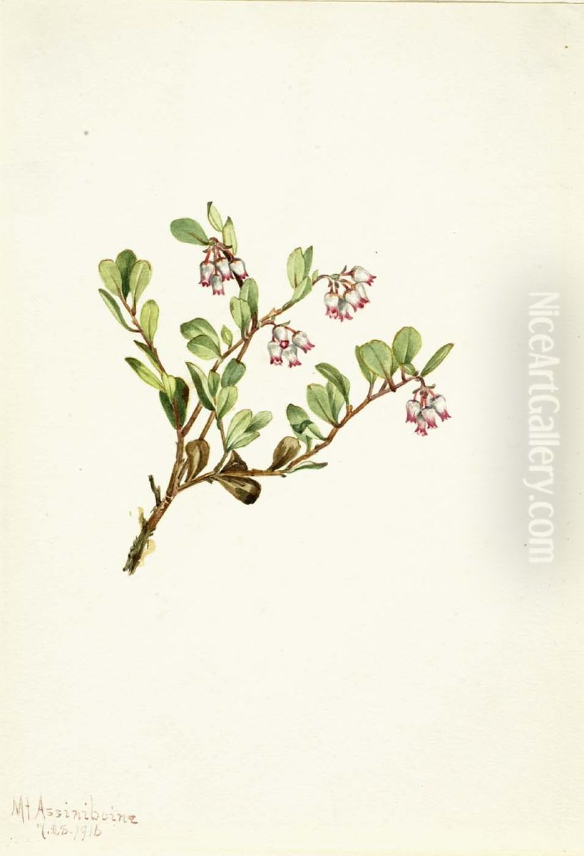 Bearberry (Arctostaphylos uva-ursi) Oil Painting by Mary Vaux Walcott