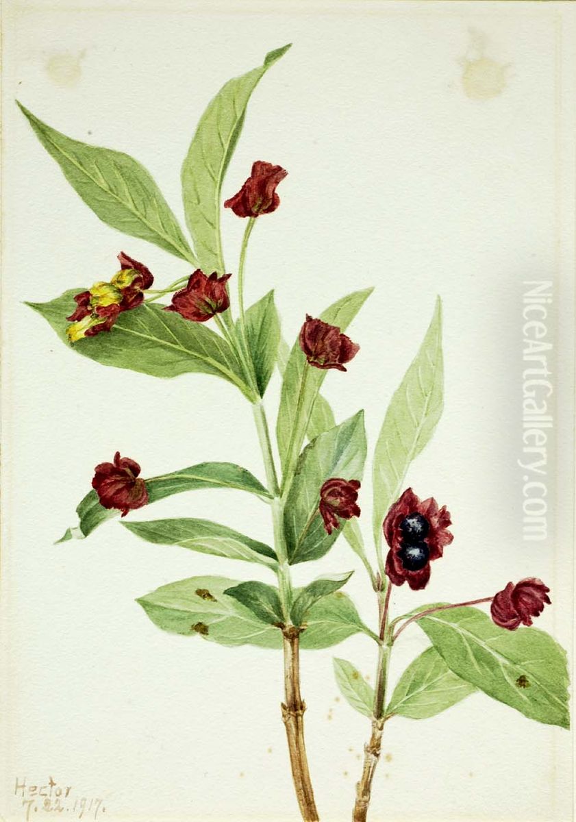 Bearberry Honeysuckle (Lonicera involucrata) Oil Painting by Mary Vaux Walcott