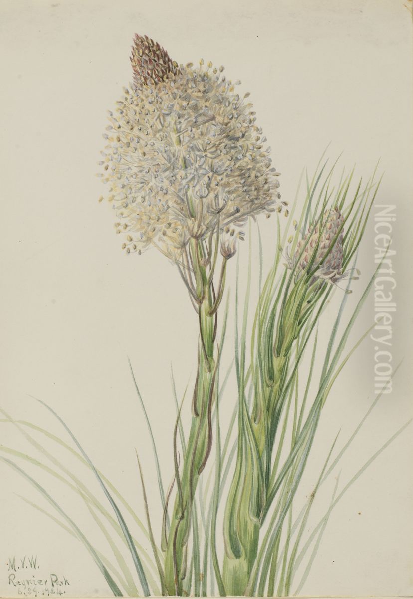 Beargrass (Xerophyllum tenax) Oil Painting by Mary Vaux Walcott