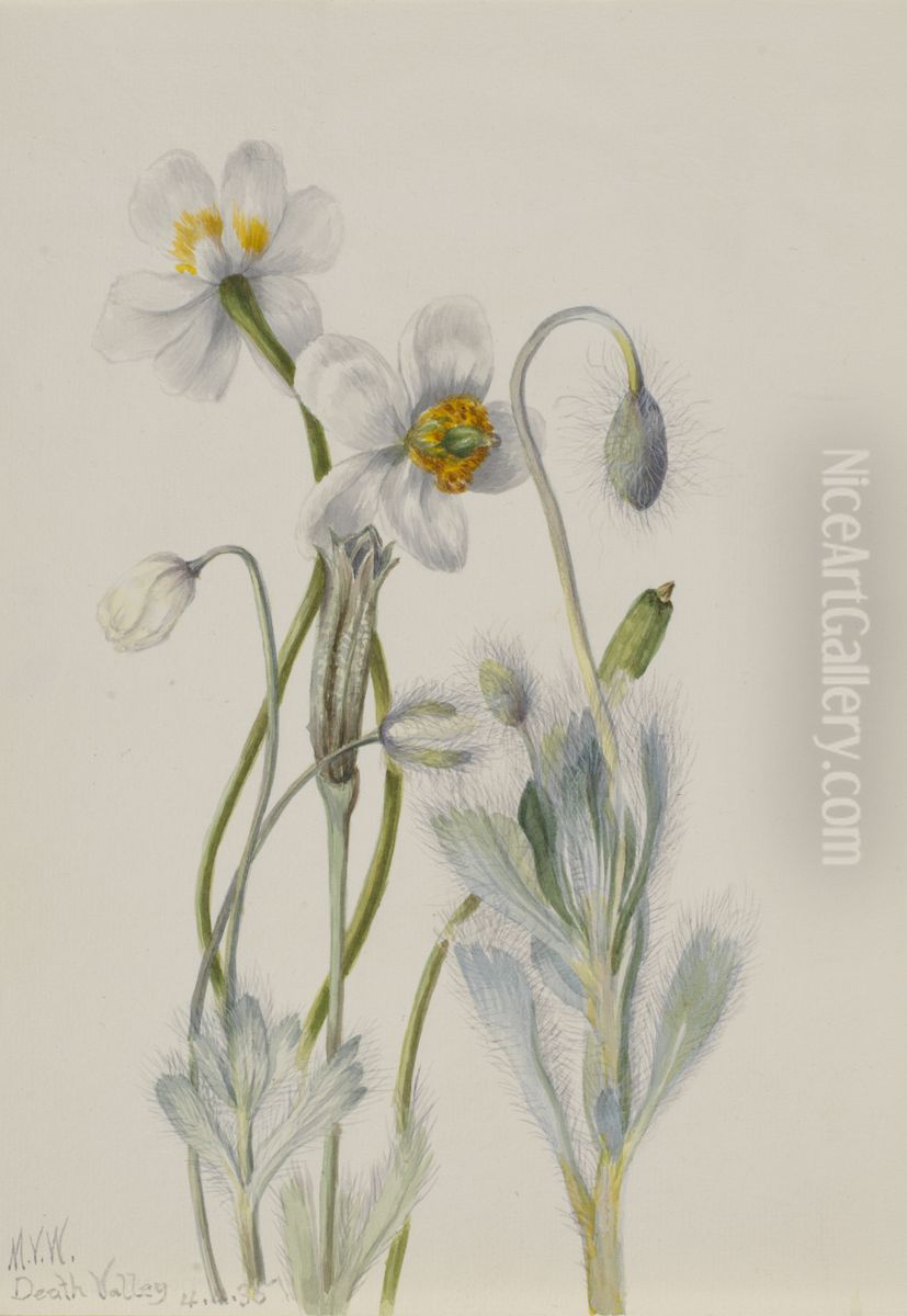 Bearpoppy (Arctomecon merriami) Oil Painting by Mary Vaux Walcott