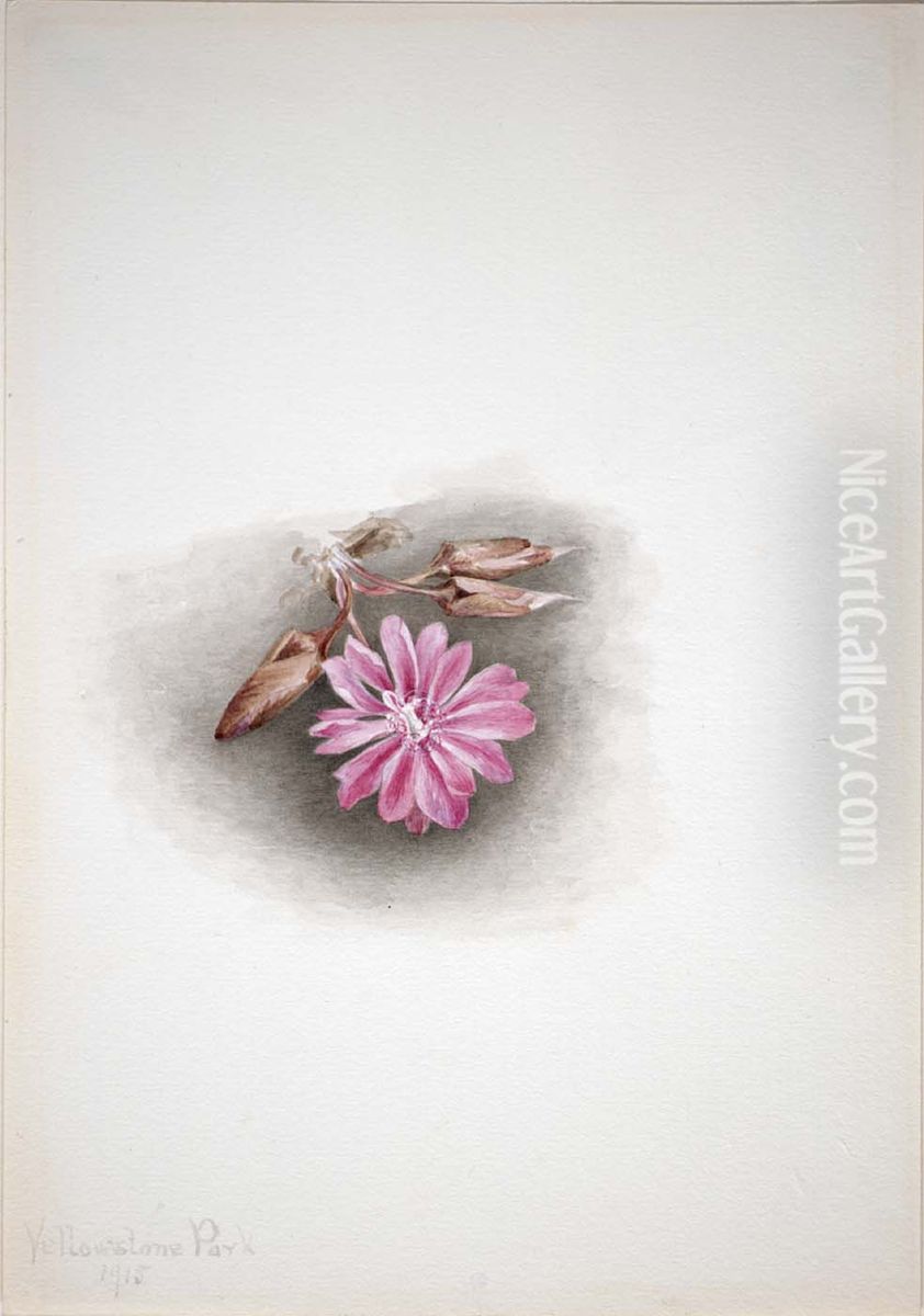 Bitterroot (Lewisia redivivia) Oil Painting by Mary Vaux Walcott
