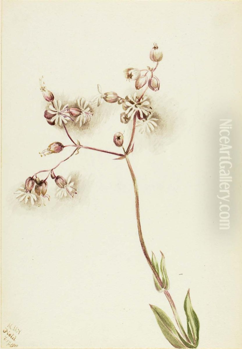 Bladder Campion (Silene latifolia) Oil Painting by Mary Vaux Walcott