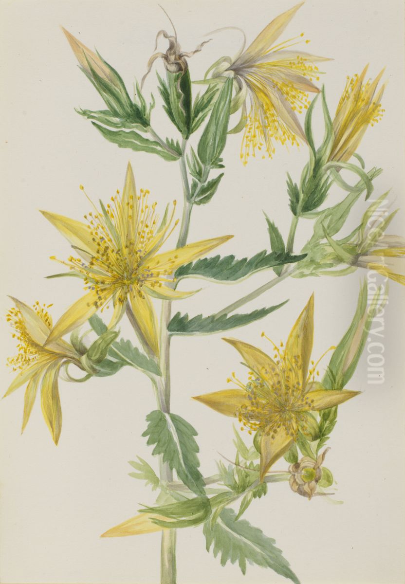 Blazing Star (Mentzelia laevicaulis) Oil Painting by Mary Vaux Walcott